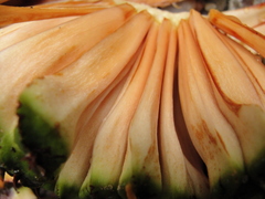 Araucaria angustifolia