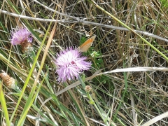 Coenonympha pamphilus