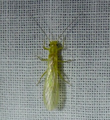 Alloperlini