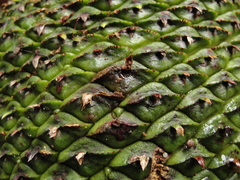 Araucaria angustifolia