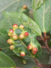 Anthocoptini