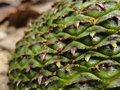 Araucaria angustifolia