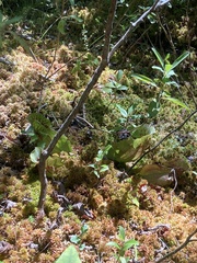 Sarracenia purpurea