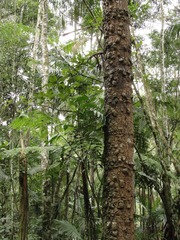 Araucaria angustifolia