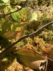 Sarracenia purpurea
