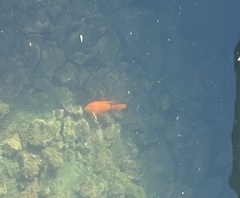 Hypsypops rubicundus