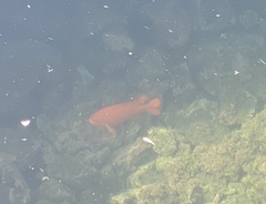 Hypsypops rubicundus