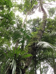 Araucaria angustifolia