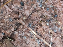 Nylanderia bourbonica