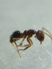 Nylanderia bourbonica
