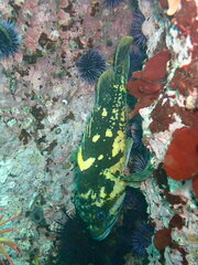 Sebastes chrysomelas