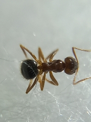 Nylanderia bourbonica