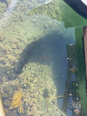 Hypsypops rubicundus