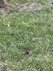 Turdus merula