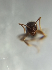 Nylanderia bourbonica