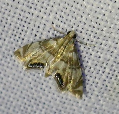 Eoparargyractis