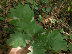 Coptotriche castaneaeella