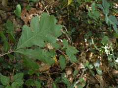 Coptotriche castaneaeella