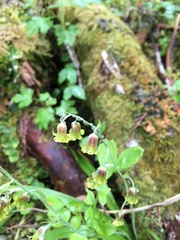 Anticlea occidentalis