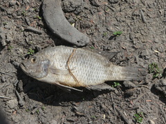 Sargochromis