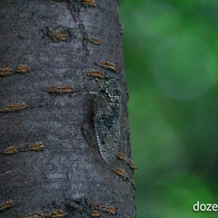 Hyalessa maculaticollis