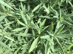 Convolvulus arvensis