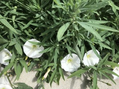 Convolvulus arvensis