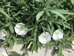 Convolvulus arvensis
