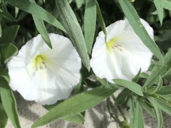 Convolvulus arvensis