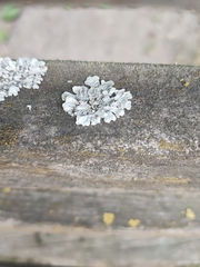 Lecanoromycetes