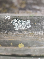 Lecanoromycetes