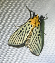 Tyspanodes hypsalis
