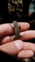 Sceloporus aeneus