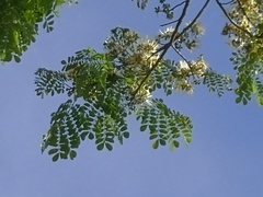 Pseudosamanea guachapele