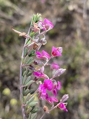 Indigofera sp11