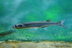 Odontesthes bonariensis