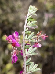 Indigofera sp11