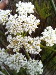 Dasispermum perennans