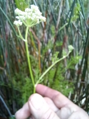 Dasispermum perennans