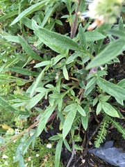 Phacelia leptosepala