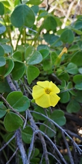 Oxalis gigantea