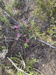 Indigofera sp11