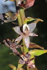 Epidendrum magnibracteum
