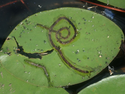 Polypedilum braseniae