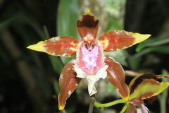 Oncidium tripudians