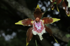 Oncidium tripudians