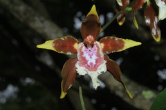 Oncidium tripudians