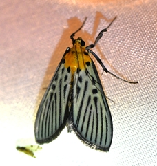 Tyspanodes hypsalis