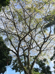 Pseudosamanea guachapele