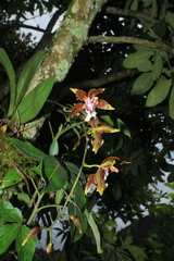 Oncidium tripudians
